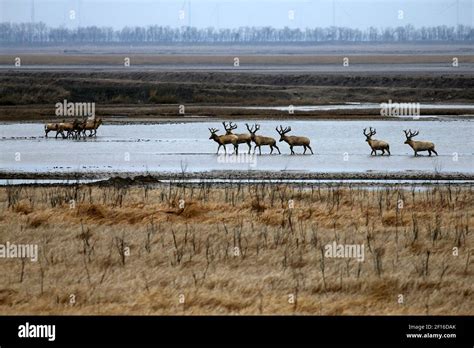 ¡El Parque Nacional de los Ciervos: Una experiencia natural en Yancheng para todos los amantes de la fauna!